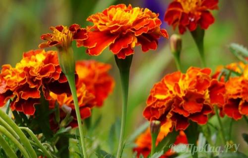 Многолетние и однолетние растения для бордюра. Каталог однолетних бордюрных цветов