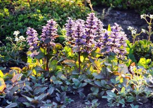 Самые красивые бордюрные многолетники. Подходящие сорта растений