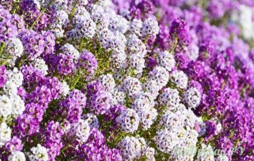 Многолетние и однолетние растения для бордюра. Каталог однолетних бордюрных цветов