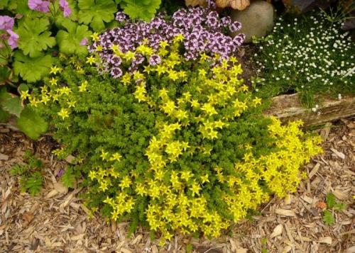 Самые красивые бордюрные многолетники. Подходящие сорта растений