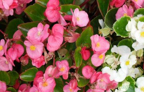 Многолетние и однолетние растения для бордюра. Каталог однолетних бордюрных цветов