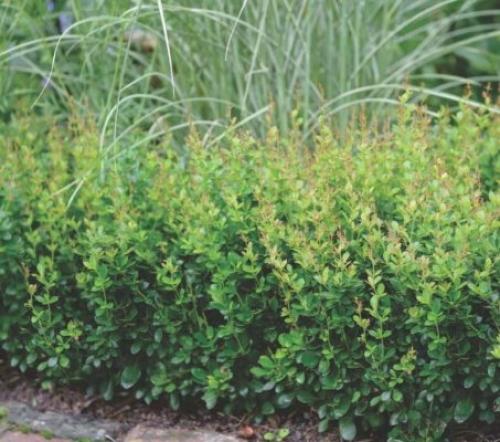 Многолетние бордюрные кустарники. 5 декоративных кустарников, которые хорошо подойдут для украшения бордюров и низких изгородей