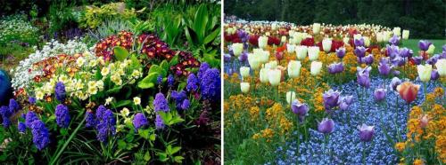 Цветы для дачи многолетние низкорослые. Многолетние цветы для дачи