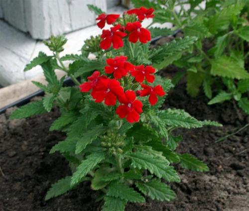 Низкорослые цветы каталог. Цветущие все лето низкорослые цветы для клумбы, фото и названия