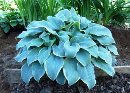 Самые красивые бордюрные многолетники. Подходящие сорта растений