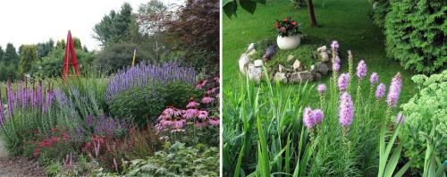 Цветы для дачи многолетние низкорослые. Многолетние цветы для дачи