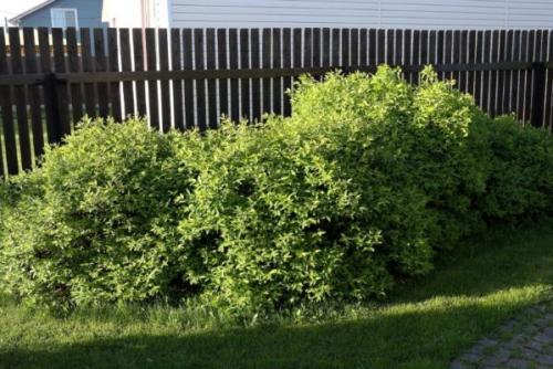 Многолетние бордюрные кустарники. 5 декоративных кустарников, которые хорошо подойдут для украшения бордюров и низких изгородей