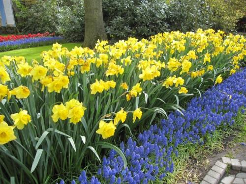 Самые красивые бордюрные цветы. Правила создания бордюрных композиций