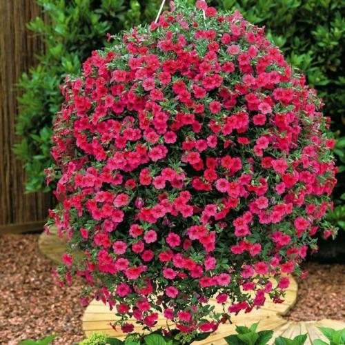 Низкорослые зимостойкие многолетники. Рассмотрим некоторые виды однолетних