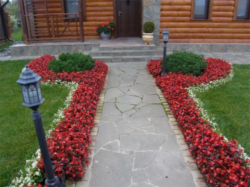 Многолетние низкорослые цветы, цветущие все лето. Назначение цветов для бордюров