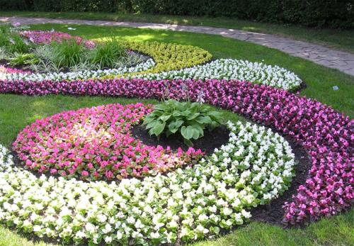 Низкорослые цветы каталог. Цветущие все лето низкорослые цветы для клумбы, фото и названия