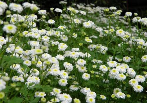 Самые красивые бордюрные многолетники. Подходящие сорта растений