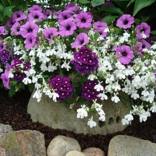 Низкорослые зимостойкие многолетники. Рассмотрим некоторые виды однолетних