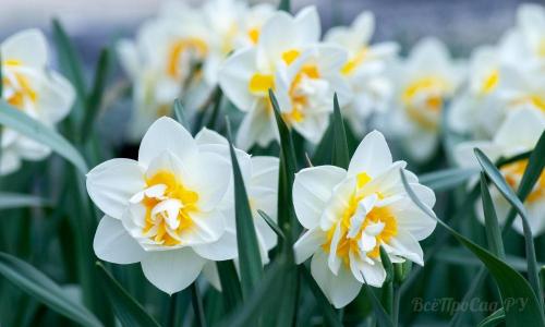 Многолетние низкорослые цветы для бордюра. Многолетние цветы