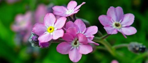 Многолетние низкорослые цветы для бордюра. Многолетние цветы