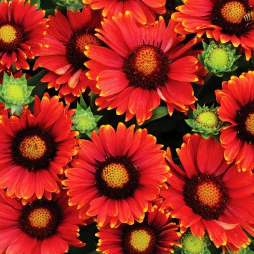 Бордюрные низкорослые однолетние цветы. Однолетние низкорослые цветы