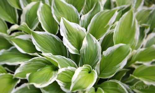 Многолетние низкорослые цветы для бордюра. Многолетние цветы