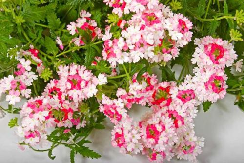 Бордюрные низкорослые однолетние цветы. Однолетние низкорослые цветы