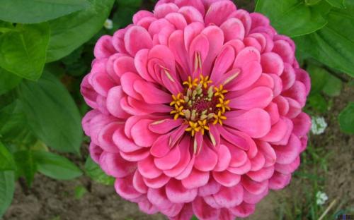 Бордюрные низкорослые однолетние цветы. Однолетние низкорослые цветы