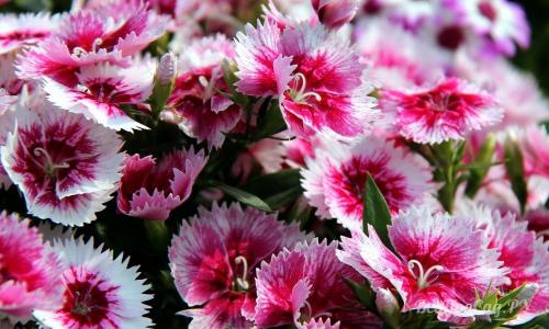 Многолетние низкорослые цветы для бордюра. Многолетние цветы