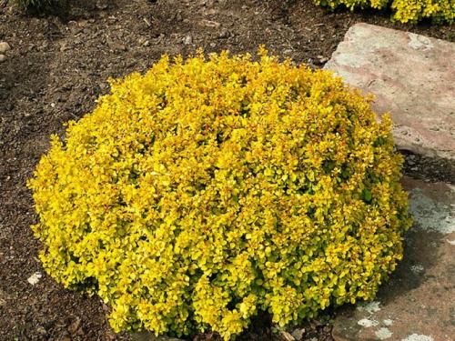 Бордюрные низкорослые однолетние цветы. Однолетние низкорослые цветы