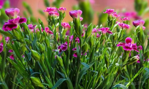 Многолетние низкорослые цветы для бордюра. Многолетние цветы