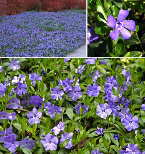 Цветы для клумбы каталог. Описание садовых многолетних цветов для дачи с названиями и фото