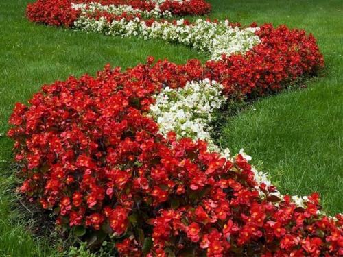 Низкорослые цветы каталог. Цветущие все лето низкорослые цветы для клумбы, фото и названия