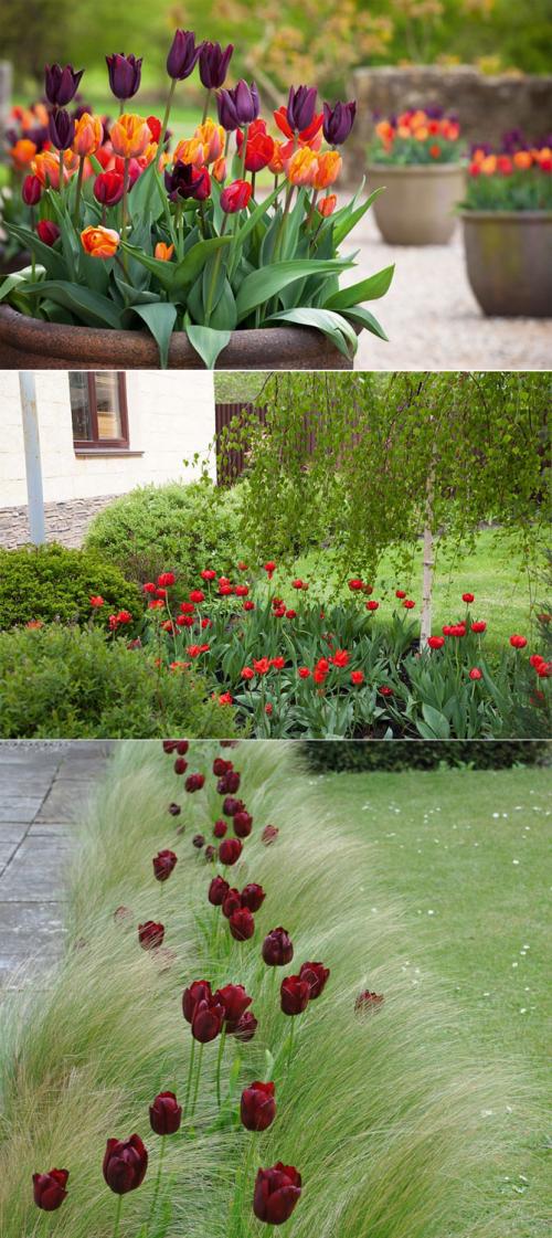 Цветы для клумбы каталог. Описание садовых многолетних цветов для дачи с названиями и фото