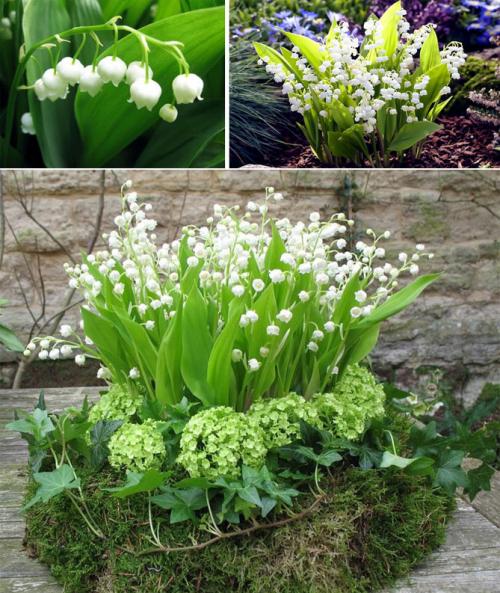 Цветы для клумбы каталог. Описание садовых многолетних цветов для дачи с названиями и фото