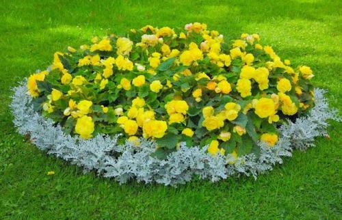 Низкорослые цветы каталог. Цветущие все лето низкорослые цветы для клумбы, фото и названия