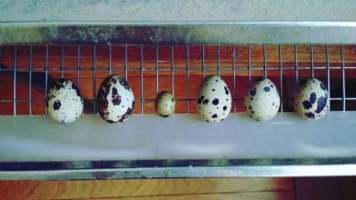 Разведение перепелов в квартире. Опыт содержания перепелов в квартире… и окончание эксперимента