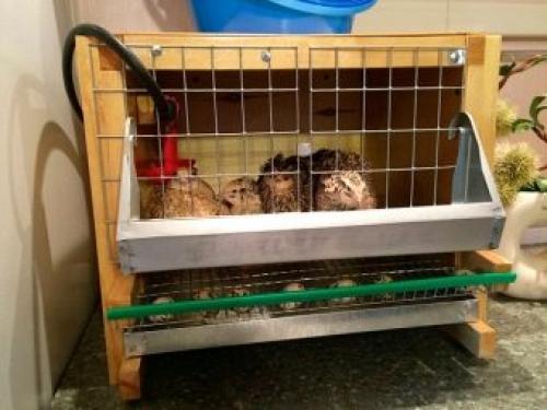 Разведение Перепелов- с чего начать. Выбор породы 04