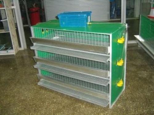 Разведение Перепелов- с чего начать. Выбор породы 01