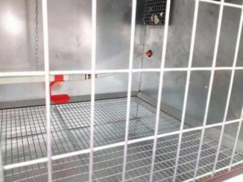 Разведение Перепелов- с чего начать. Выбор породы 03