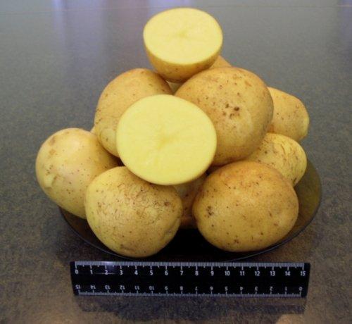 Картофель Гала хранение на зиму. Как выращивать сорт картошки Гала