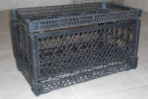 Разведение Перепелов- с чего начать. Выбор породы 08