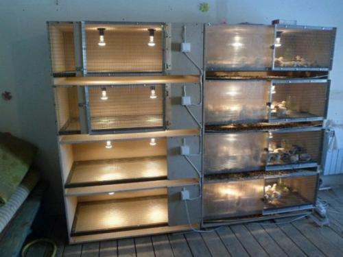 Разведение Перепелов- с чего начать. Выбор породы 02