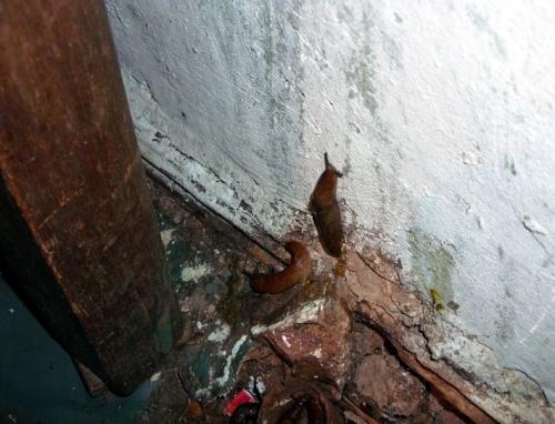 Чего боятся слизни. Как избавиться от слизней в доме: 8 средств и методы, которые удивят простотой