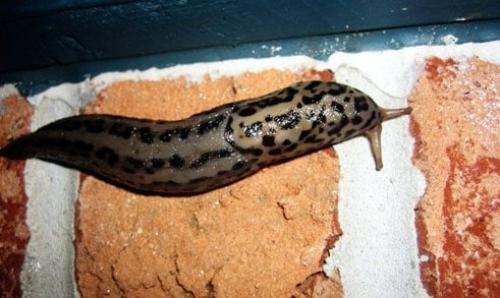 Чего боятся слизни. Как избавиться от слизней в доме: 8 средств и методы, которые удивят простотой