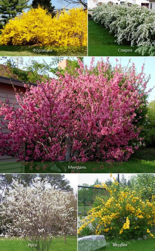 Низкорослые вечнозеленые кустарники. Фото и описание всех декоративных кустарников для сада
