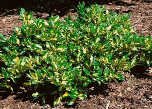 Кустарники для бордюра низкорослые. 5 декоративных кустарников, которые хорошо подойдут для украшения бордюров и низких изгородей