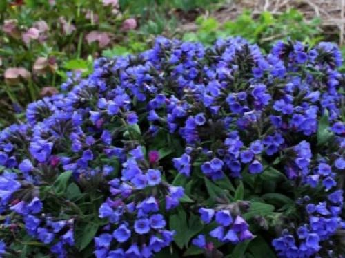 Цветущие многолетники для Подмосковья. Особенности 17 Цветущие многолетники для Подмосковья. Особенности 17