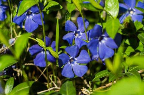 Голубые многолетники. Садовые синие цветы