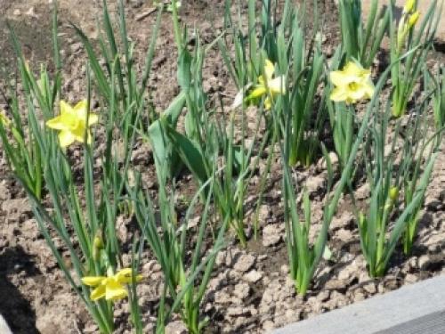 Цветущие многолетники для Подмосковья. Особенности 15 Цветущие многолетники для Подмосковья. Особенности 15