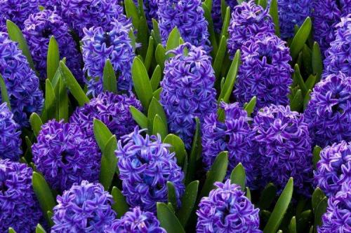 Голубые многолетники. Садовые синие цветы