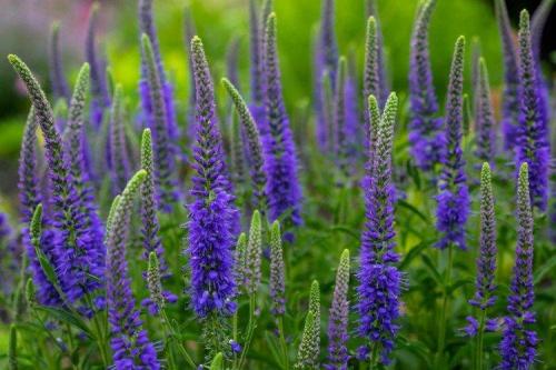 Голубые многолетники. Садовые синие цветы