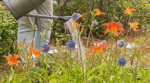 Цветущие многолетники для Подмосковья. Особенности 38 Цветущие многолетники для Подмосковья. Особенности 38