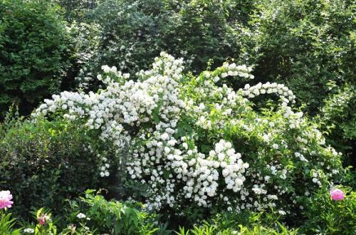Кустарники, цветущие все лето в подмосковье. Подмосковная зона