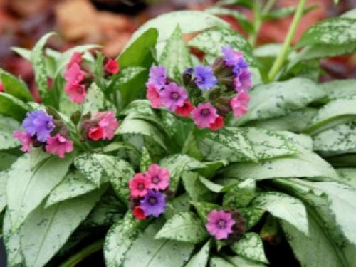 Цветущие многолетники для Подмосковья. Особенности 16 Цветущие многолетники для Подмосковья. Особенности 16